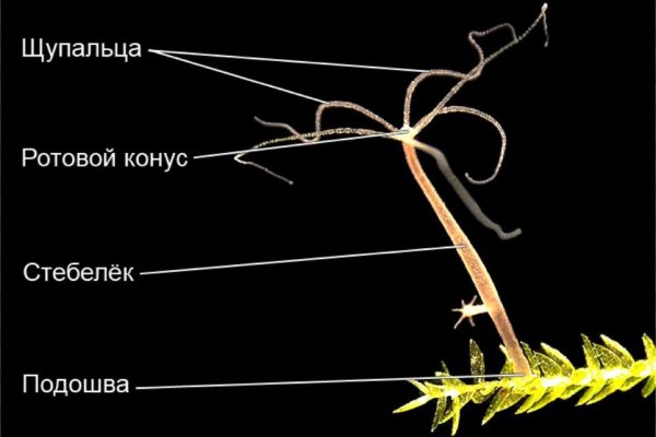 Купить гашиш марихуану